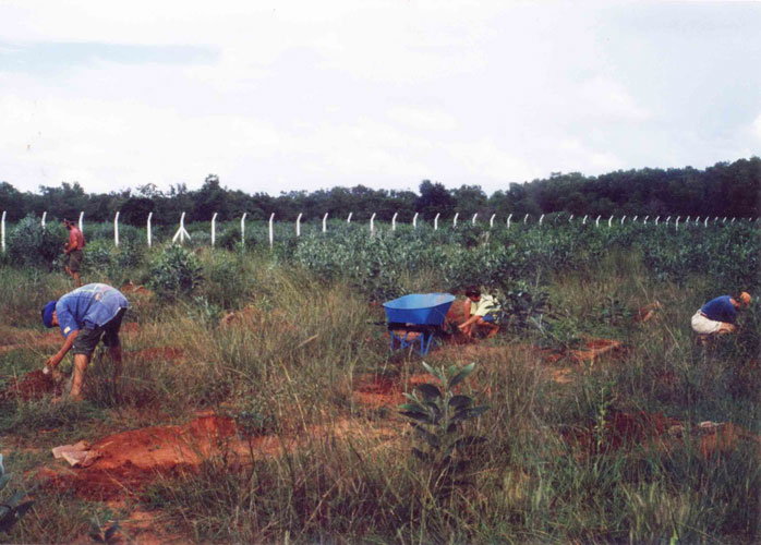 5000 TDEF trees first plantation