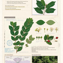 Herbarium (Dry and Virtual) digitization and development