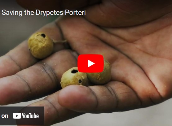 Native species planting: Drypetes porteri and Ecosia